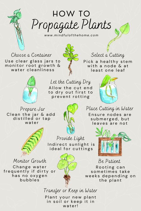 Discover the simple joy of propagating plants in water with these practical tips! Propagating your favorite houseplants from cuttings is an easy and rewarding way to expand your indoor garden. Learn how to take cuttings, place them in water, and watch as roots begin to grow. With just a few basic supplies and a bit of patience, you can create a thriving collection of indoor plants. Water Propagation, Indoor Water Garden, Plant Care Houseplant, Inside Plants, House Plants Decor, House Plant Care, Easy Plants, Plant Cuttings, Plants Indoor