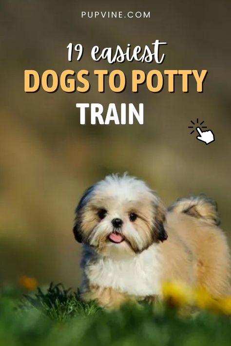 If you ever wondered what are the easiest dogs to potty train then you are in the right place. Click here and you will see the list! How To House Train A Puppy Fast, Winnie Dogs, Very Small Dogs, House Training Puppies, Puppy House, Easiest Dogs To Train, Potty Train, Dog Potty Training, Dog Potty