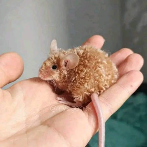 Weird Pets, Rattus Rattus, Fancy Mouse, Pet Mouse, Rats And Mice, Random Animals, Cute Small Animals, Cute Rats, Pet Mice