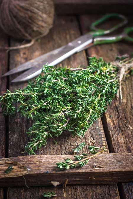 Thyme Plant, Growing Rosemary, Tattoo Plant, Cooking Herbs, Mocha Frappe, Thyme Recipes, Rosemary Plant, Food Net, Kitchen Herbs