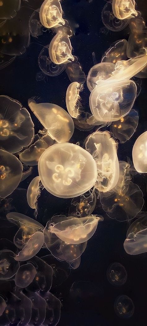 Wallpaper Samsung Galaxy, App Ikon, Jelly Wallpaper, Jelly Fish, Iphone Wallpaper Photos, Marine Biology, Pretty Wallpapers Backgrounds, Cute Wallpaper Backgrounds, I Wallpaper