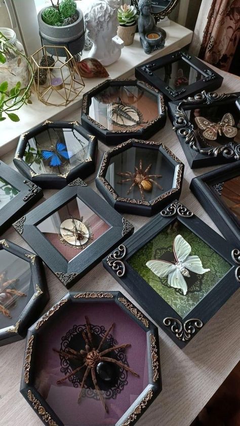 Bug Collection Display Diy, Pictures Frames Diy, Shadow Box Taxidermy, Insect Home Decor, Goth Picture Frames Diy, Moth Shadow Boxes, Bug Shadow Box Insects, Taxidermy Butterfly Wall, Framed Halloween Art