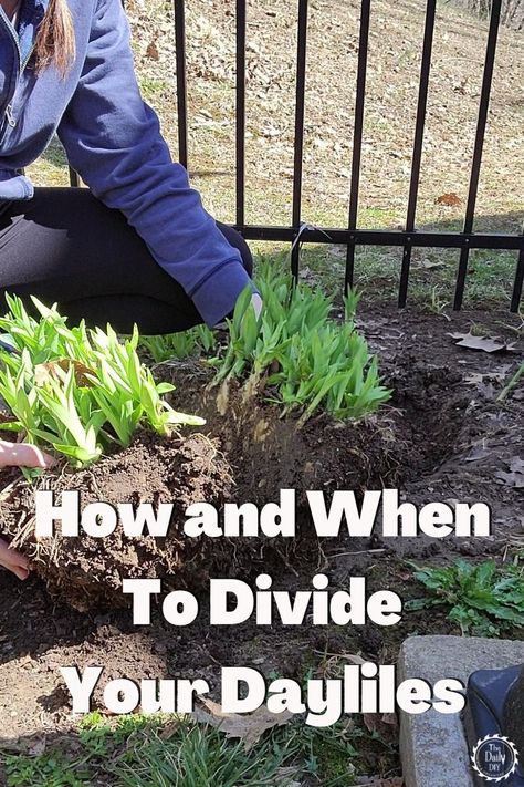 Split Your Lilies In Spring The Easy Way - The Daily DIY How To Divide Plants, How To Care For Daylilies, Transplanting Day Lilies, Splitting Day Lillies, Dividing Day Lilies, Landscaping With Daylilies, Planting Daylilies, Day Lilies Landscaping, Daylily Landscaping