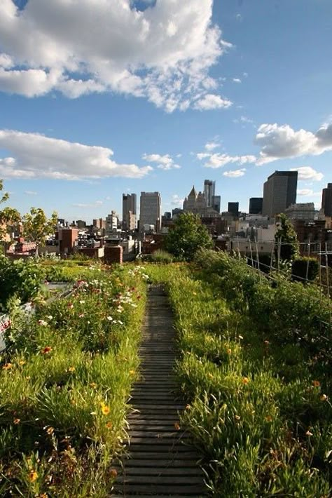 Beautiful green roof in New York City, the mix of skyscrapers buildings, sunny sky and greenery is just amazing!  Goode Green green roof wildflower meadow NYC; Gardenista Rooftop Garden Urban, Green Roof Design, Funny Vine, Rooftop Gardens, Roof Gardens, Green Roofs, Green City, Rooftop Garden, Urban Gardening