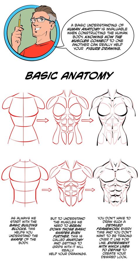 Male Anatomy Tutorial Step By Step, Muscle Torso Reference, Human Anatomy Study Art, How To Draw Lady Muscles, How To Draw Males Anatomy, Muscular Male Body Base Drawing, How To Draw Torso Muscles, How To Draw The Male Body Anatomy, Muscles Drawing Tutorial