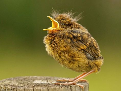 Robin Photos, Baby Robin, Baby Birds, Garden Birds, Photography Competitions, Woodland Scene, Photo Competition, Birds And Butterflies, Wildlife Photos