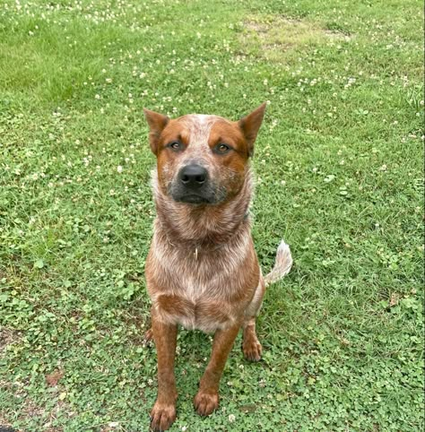 Red Heeler Puppy, Red Heeler Puppies, Ranch Dogs, Red Heeler Dog, Western Dog Collars, Aussie Cattle Dog, Heeler Dogs, Austrailian Cattle Dog, Red Heelers