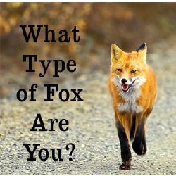 This quiz is about the most know ones and not all of them as there are about 27ish species in the ‘fox’ category and around 13 ‘true’ foxes. This is about the main six ‘true foxes’ Possible Choices - Red Fox, Grey Fox, Arctic Fox, Fennec Fox, Kit Fox, Swift Fox Disclaimer - This quiz Warrior Cats Quiz, Red Fox Therian, Imagery Examples, Fox Breeds, Fox Drawing Easy, Forex Quotes, Fox Memes, Fox Paintings, Fox Facts