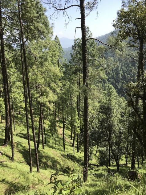 Binsar Uttarakhand, Country Roads, Road