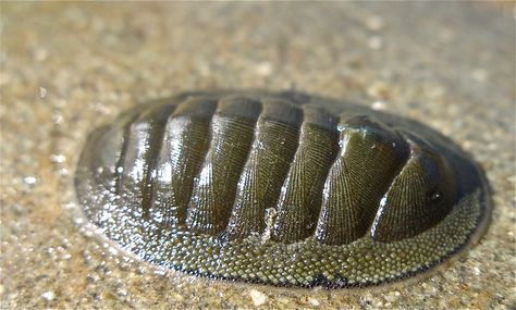 PHYLUM MOLLUSK CLASS POLYPLACOPHORA chiton Oceanography Marine Biology, Goddess Of Earth, Cnidaria, Molluscs, Ct Scan, Biology Notes, Life List, Oceanography, Scientific Illustration