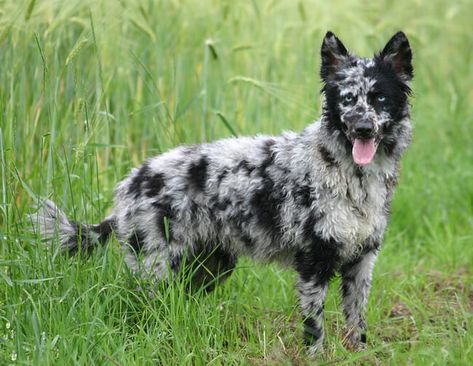 exotic dog breeds 26 (1) Herding Dogs Breeds, Rare Dogs, Rare Dog Breeds, Dog Breeds List, Spotted Dog, Catahoula Leopard Dog, Leopard Dog, Herding Dogs, Shepherd Dogs