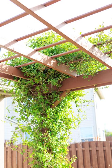 Climbing Plants On Pergola, Best Vines For Pergola, Climbing Roses On Pergola, Best Climbing Plants For Pergolas, Pergola Vines Climbing Flowers, Best Trellis Plants, Best Climbing Plants Trellis, Planted Pergola, Decorating Pergola Ideas