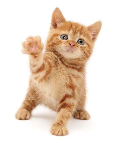 Waving cat - Cats Protection Siberian Kittens For Sale, Cat Magazine, Cat Reference, Cat Icon, Silly Animals, Silly Cats, Orange Cat, Cat Drawing, Pet Health