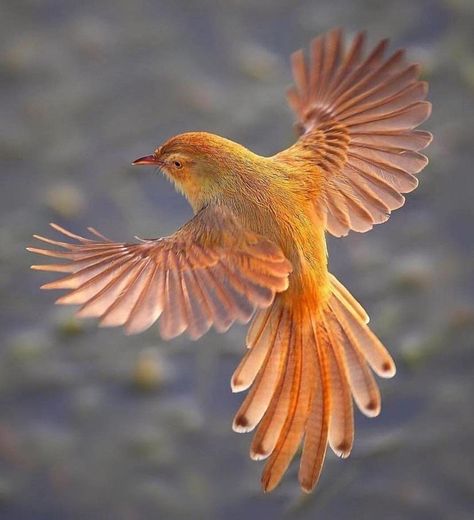 Bird Flying, Wild Kingdom, Montezuma, Bird Wings, Bird Pictures, Exotic Birds, Bird Drawings, Pretty Birds, Bird Photo