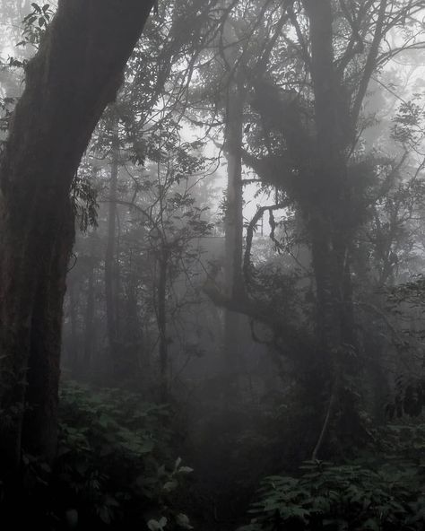 Rainforest Aesthetic, Fog Aesthetic, Dark Trees, Aesthetic Tree, Trees Aesthetic, Fog Forest, Dark Weather, Grey Forest, Tree Aesthetic