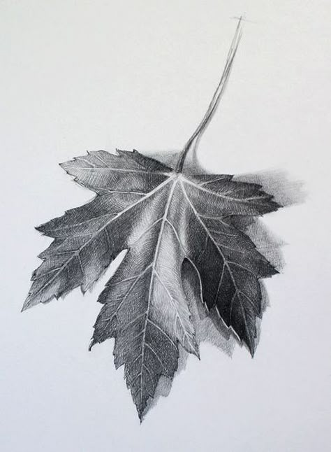 Digication ePortfolio :: Fairfield Art :: Observational Leaf Drawing Beautiful Pencil Drawings, Leaves Sketch, Draw Lips, Pencil Shading, Grape Leaf, Lips Drawing, Leaf Drawing, Drawing Faces, White Drawing