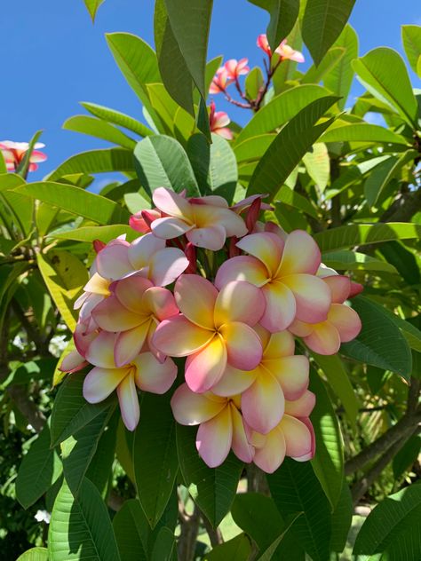 Flower Plumeria, Pink Frangipani, Photos Of Flowers, Traveling Around The World, Plumeria Flowers, Nothing But Flowers, Mombasa, Flower Therapy, Beautiful Bouquet Of Flowers