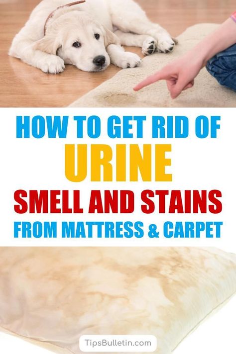 Urine Remover, Clean Baking Pans, Homemade Toilet Cleaner, Cleaning Painted Walls, Urine Smells, Dog Urine, Urine Stains, Dog Smells, Deep Cleaning Tips