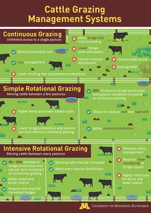 Cattle grazing systems poster thumbnail Dexter Cattle, Rotational Grazing, Corn And Beans, Pasture Management, Cattle Grazing, Homesteading Animals, Cow Pasture, Raising Cattle, Raising Farm Animals