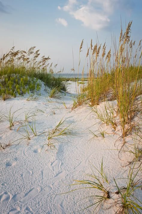 Footprints in the Sand Dunes at Beach. Path with footprints in the sand dunes wi , #Sponsored, #Beach, #Path, #footprints, #Footprints, #Sand #ad Sea Oats, Beach Path, Landscaping Images, Pensacola Beach, Beach Landscape, Beach Painting, Sand Dunes, Beach Scenes, White Sand