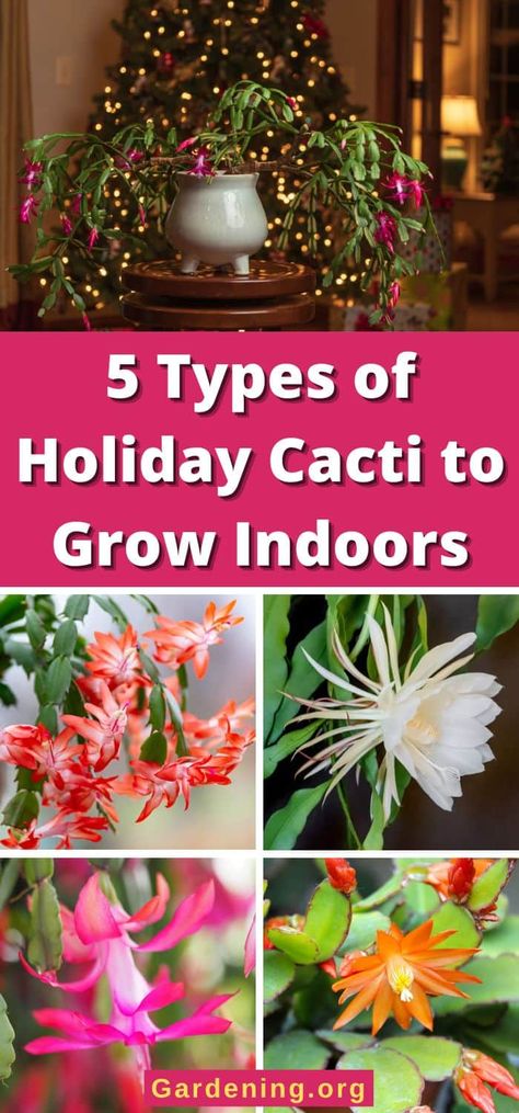 5 Types of Holiday Cactuses to Grow Indoors (With All Varieties) Thanksgiving Cactus Vs Christmas Cactus, Propagating Christmas Cactus, Christmas Cactus Flower, Christmas Cactus Propagation, Cactus Leaves, Christmas Cactus Care, Christmas Cactus Plant, Easter Cactus, Thanksgiving Cactus