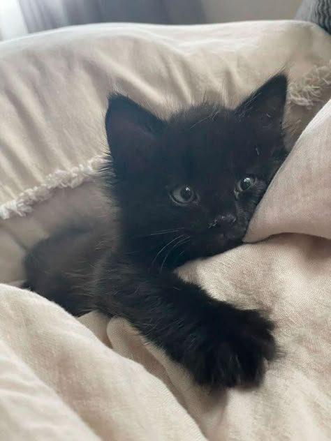 Kitten Rescue, Cute Cats Photos, Black Kitten, Cute Black Cats, Baby Kittens, Cat Aesthetic, I Love Cats, Silly Cats, Pretty Cats