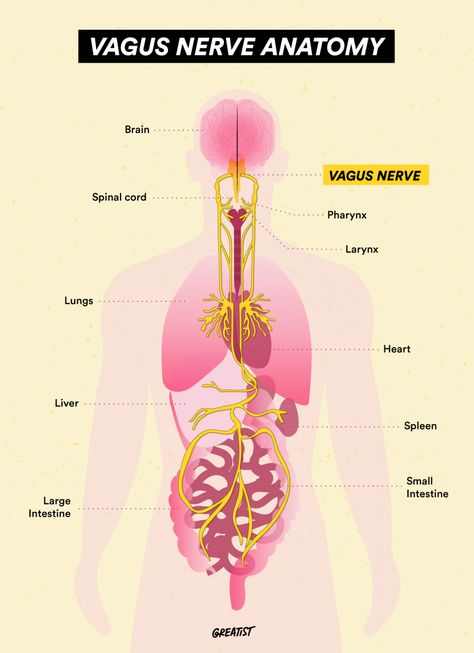 Vagus Nerve Ice Therapy, Ventral Vagus Nerve, Vagus Nerve Anatomy, Vagus Nerve Symptoms, Vagas Nerve, Las Vagus, Vagus Nerve Healing, Vagus Nerve Damage, Vagus Nerve Stimulator