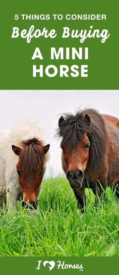 Miniature horses are absolutely adorable, and it’s no wonder that so many people want them – they seem like ideal little pets. While minis can make great companion horses, you shouldn’t rush into buying one unless you’re familiar with these five aspects of owning a miniature horse. Click here before you buy a mini horse. #minihorse #horses #horsebreed #buyingahorse #horseowner Mini Horse Farm, Mini Horse Barn, Mini Horse Cart, Toys For Horses, Mini Ponies, Mini Horse Tack, Miniature Horses For Sale, Miniature Pony, Miniature Ponies