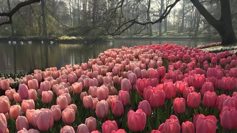 #tulips Ipad Wallpaper Tulips, Tulips Desktop Wallpaper Hd 1080p, Spring Pc Wallpaper, Macbook Wallpaper Aesthetic Flowers, Macbook Wallpaper Aesthetic High Quality Desktop Vintage, Aesthetic Pictures Laptop, Pink Desktop Wallpaper Macbook, Spring Laptop Wallpaper Aesthetic, Tulips Aesthetic Header