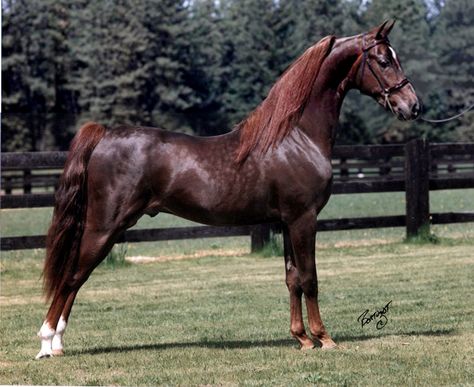 Gorgeous liver chestnut stallion, Millionaire. Saddlebred Horses, Liver Chestnut, American Saddlebred Horses, Morgan Horses, Animal Wallpapers, Pony Breeds, Majestic Horses, Pinto Horse, Morgan Horse