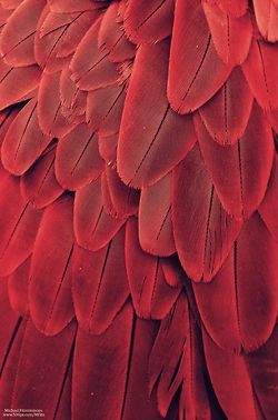 red pattern, texture, illustration, graphic design Macaw Feathers, Feathers Pattern, Red Feather, Blood Red, Red Aesthetic, Patterns In Nature, Color Textures, Shades Of Red, Textures Patterns