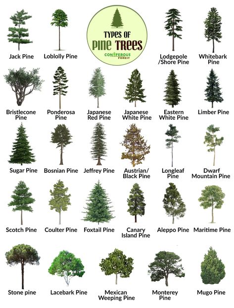 Discover more about the different types of pine trees – what do they look like, where and how fast do they grow, how long do they live, and their uses Types Of Pine Trees, Types Of Trees, Bristlecone Pine, Tree Id, Tree Identification, Missouri Botanical Garden, Conifer Trees, Ornamental Trees, White Pine