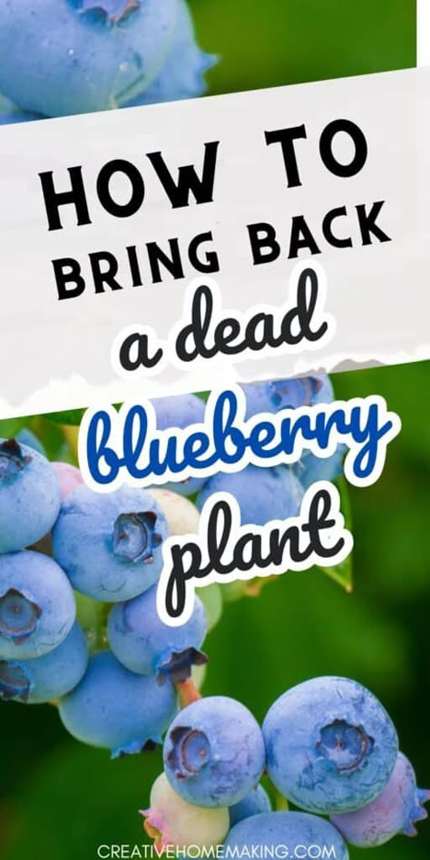 How To Propagate Blueberry Bushes, Blueberry Bushes Growing, Blueberry Plants Gardening, How To Plant Blueberries, Blueberry Bush Care, Blueberry Growing, Growing Blueberries Bushes, Plant Tips And Tricks, Blueberry Fertilizer