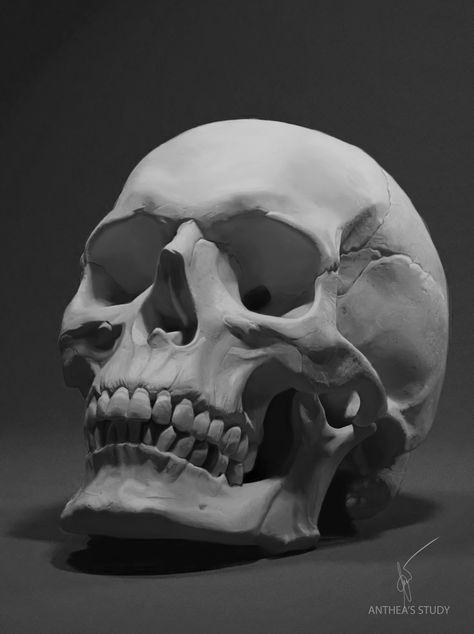 ArtStation - Skull - Anatomy Study, Anthea Lee Anatomy Study, Human Skull, Anatomy, Human, Fan, Black And White, Flowers, White, Black