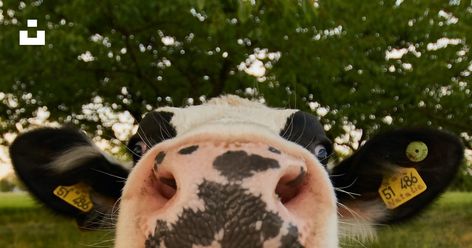 white and black cow photo – Free Animal Image on Unsplash Desktop Animal Wallpaper, Cows Wallpapers Desktop, Laptop Wallpaper Animals, Animal Computer Wallpaper, Cow Computer Wallpaper, Farm Desktop Wallpaper, Cow Desktop Wallpaper, Animal Wallpaper Laptop, Desktop Wallpaper Animals