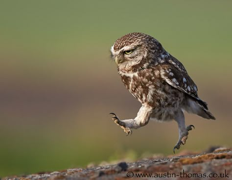 Burrowing Owl, Owl Photos, Owl Pictures, Beautiful Birds, Eagles, Owls, Cute Animals, Birds, Memes