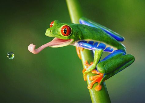 Agalychnis callidryas, known as the red-eyed tree frog, is an arboreal hylid native to Neotropical rainforests in Costa Rica Gandova Manzanillo Wildlife Refuge. The scientific name of the red-eyed tree frog, A. callidryas, comes from the Greek words kalos and dryas. The Gandoca Manzanillo Wildlife Refuge is situated in one of the most stunningly beautiful regions of Costa Rica. The Gandoca Manzanillo Wildlife Refuge is situated in one of the most stunningly beautiful regions of Costa Rica. Frog With Tongue Out, Red Eye Tree Frog, Real Frog, Frog Photography, Frog Tongue, Red Eyed Frog, Rainforest Frog, Frog Food, Frog Photo