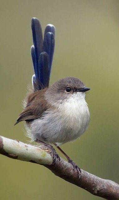 Fairy Wren, Best Cameras, Bird Song, Bird Photos, Watercolor Ideas, Australian Birds, 수채화 그림, Nature Birds, Bird Pictures