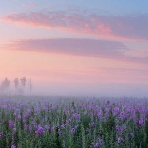 Pretty Landscapes, Spring Aesthetic, Pink Clouds, Pink Sky, Nature Aesthetic, Pretty Places, Aesthetic Photo, Beautiful Views, Pretty Pictures