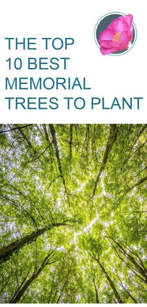 Looking for a way to remember a loved one who has passed away? Celebrate their life by choosing one of the best memorial trees to plant. Celebration Of Life Memorial Tree, Memorial Tree Celebration Of Life, Plant A Tree In Memory Of A Loved One, Memorial Tree Ideas Diy, Outdoor Memorial Ideas For Loved Ones, Tree Memorial Ideas, Memorials For Loved Ones Ideas, Memorial Tree Ideas, Small Memorial Garden Ideas