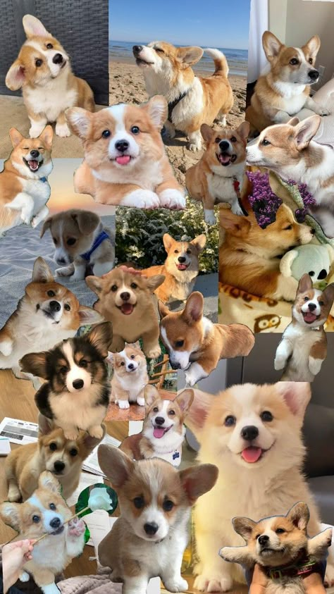 cute corgi Cute Corgi Puppy Wallpaper, Corgi Dogs Cute, Corgi Dog Aesthetic, Doggie Corgi Wallpaper, Cute Corgi Wallpaper, Cute Corgis, Corgi Aesthetic, Cute Animal Wallpapers, Corgis Puppies