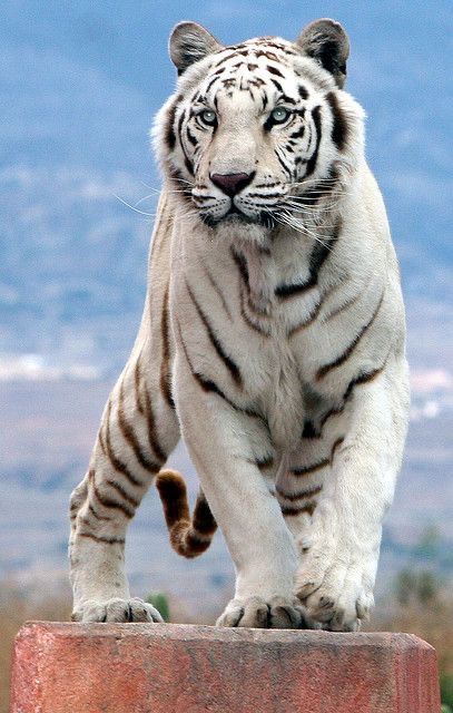 White Tigers, Albino Animals, Tiger Pictures, Big Cats Art, Most Beautiful Animals, Rare Animals, Majestic Animals, White Tiger, Cute Wild Animals