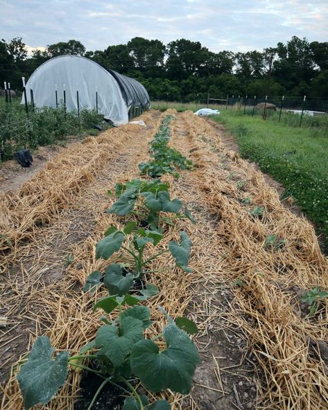 Seasonal Homestead, Wood Chip Mulch, Tree Mulch, Survival Garden, Cold Frames, Greenhouse Garden, Wood Mulch, Organic Mulch, Survival Gardening