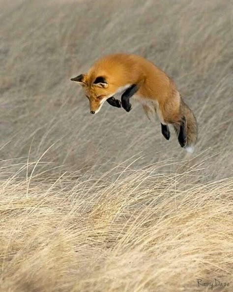 Wow! Fox Jumping, Fuchs Baby, Friendly Fox, Fox Pictures, Wild Dogs, Cute Fox, Red Fox, Animal Planet, Forest Animals