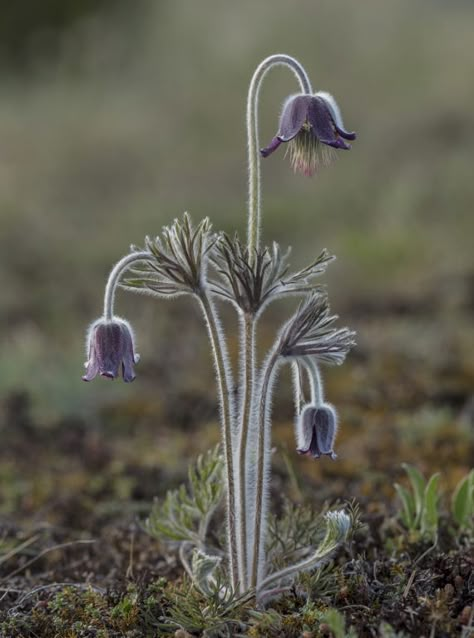 Red Living Room Decor Ideas, Alpine Aesthetic, Red Living Room Decor, Pasque Flower, Scottish Flowers, Red Living Room, Woodland Gardens, Alpine Flowers, Alpine Garden