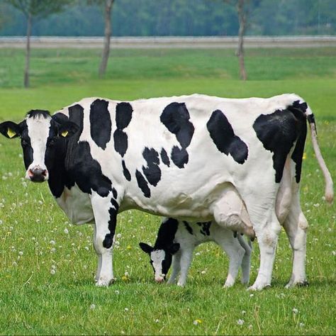 Holstein Friesian Cow, Cow Images, Black And White Cows, Cow Holstein, White Cows, Wallpaper Photo Hd, Holstein Cows, Dairy Cattle, Wallpaper Photo