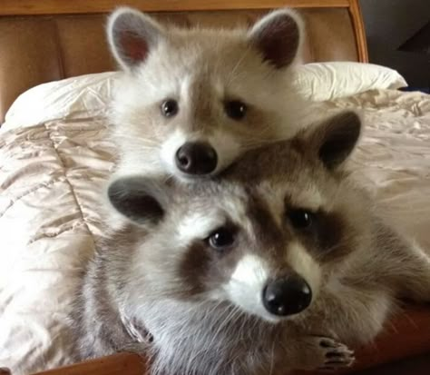 And these two who just want to cuddle all day. | 21 Raccoons Who Will Show You What It Means To Be Cute Pet Raccoon, Baby Raccoon, Cute Raccoon, Raccoon Funny, Cutest Animals, Trash Panda, Silly Animals, Country Charm, Racoon