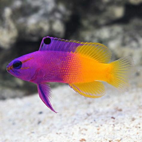 Reef Safe Fish, Saltwater Aquarium Beginner, Saltwater Aquarium Fish, 달력 디자인, Pretty Fish, Fauna Marina, Salt Water Fish, Fishing For Beginners, Cool Fish