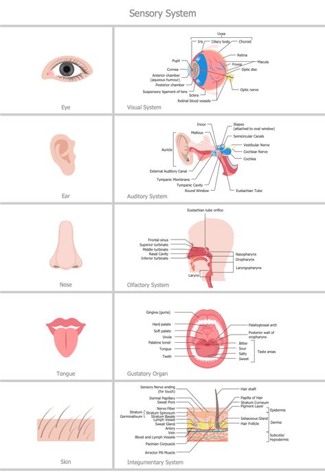 Nervous System Anatomy, Medical Terminology Study, Human Physiology, Integumentary System, Urinary System, Sensory System, Basic Anatomy And Physiology, Nurse Study Notes, Nursing Student Tips