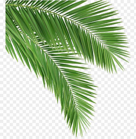 Banana Leaf Tattoo, Coconut Tree Leaves, Khmer New Year, Coconut Water Benefits, Background Png Images, Leaf Png, Cute Panda Cartoon, Perfume Logo, Panda Cartoon